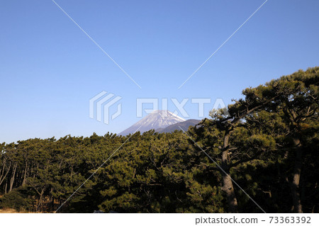 松樹林和富士山 73363392