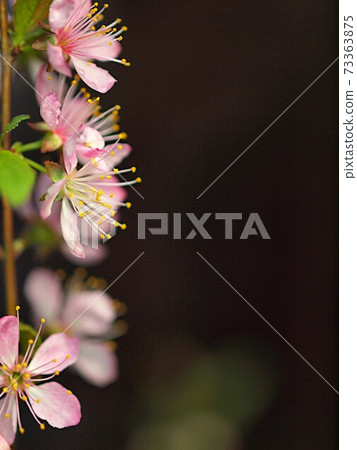 二輪櫻花的垂直構圖-照片素材（圖片） [73363875] - PIXTA圖庫