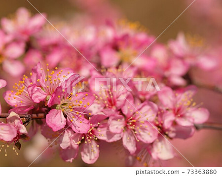 Uplaume flower up Uplaume flower up 73363880