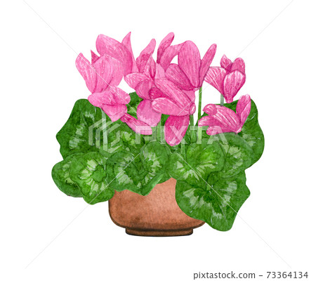 Watercolor illustration of Pink Cyclamen in a pot. Potted houseplants isolated on white. Watercolor illustration of Pink Cyclamen in a pot. Potted houseplants isolated on white. 73364134