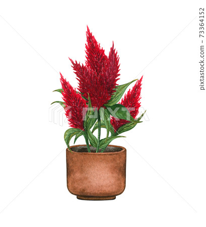 Blooming red cockscomb in a pot. Watercolor illustration isolated on white background. Houseplant Blooming red cockscomb in a pot. Watercolor illustration isolated on white background. Houseplant 73364152