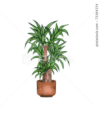 Cane plant, houseplant in the pot, isolated on white background. Watercolor potted plant illustration. Home decor 73364154