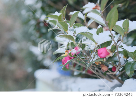 Sasanqua flowers that seem to be cold with snow Sasanqua flowers that seem to be cold with snow 73364245