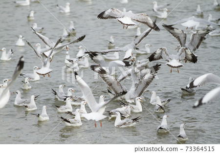 Flock of seagull flying over the sea 73364515
