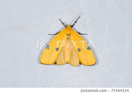 Four-spotted foot (Sounkyo, Hokkaido) 73364524