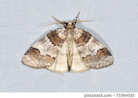 Himenakajiro Togariba (Shiretoko, Hokkaido) Himenakajiro Togariba (Shiretoko, Hokkaido) 73364585