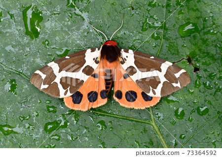 Tiger moth (Sounkyo, Hokkaido) 73364592