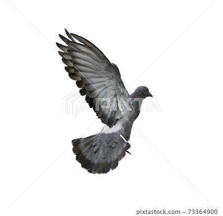 Pigeon flying isolated on white background Pigeon flying isolated on white background 73364900