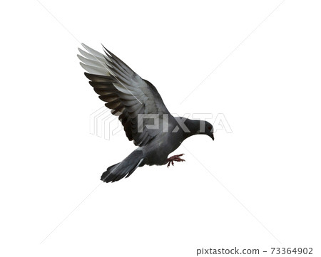 Pigeon flying isolated on white background 73364902