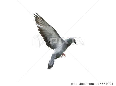 Pigeon flying isolated on white background 73364903