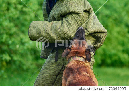 The hound is standing vertically and biting the figurant's hand. 73364905