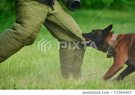 The man is trying to stay stable despite of the dog's biting. 73364907