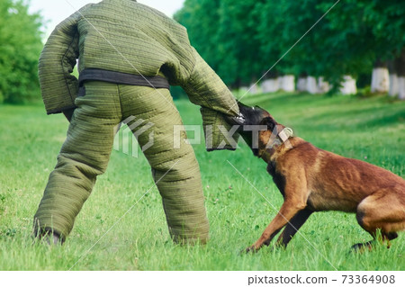 The hound is cruelly tearing out the man's sleeve. The hound is cruelly tearing out the man's sleeve. 73364908