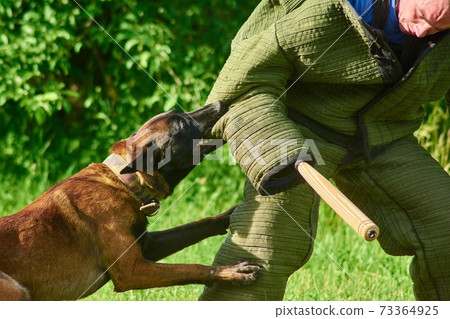 The angry dog with a widely opened eyes is biting figurant's elbow. 73364925