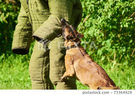 The dog is training its biting. The dog is training its biting. 73364929