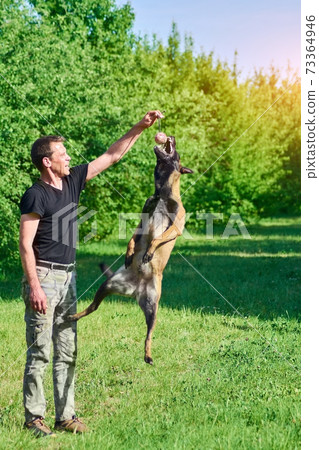 The dog is about to catch the ball. The dog is about to catch the ball. 73364946