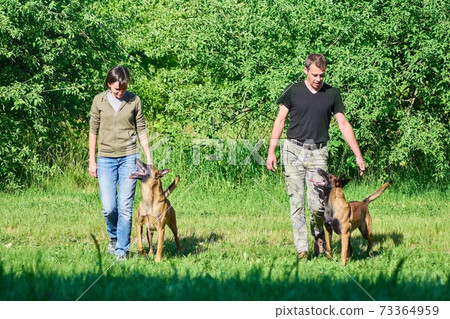 The dogs are looking at their owners. The dogs are looking at their owners. 73364959