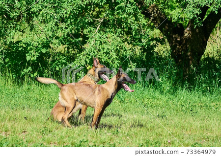 Two dogs are looking forward. 73364979