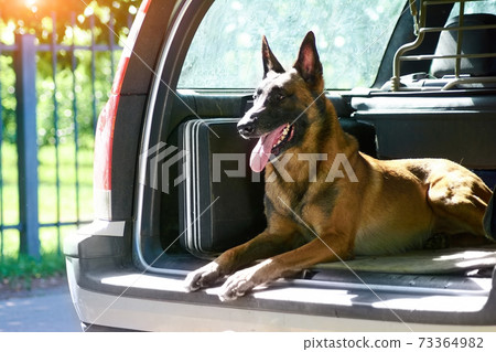 The malinois shepherd dog is protecting the car. The malinois shepherd dog is protecting the car. 73364982
