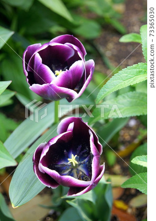 A jackpot with a dark purple and white border 73365030