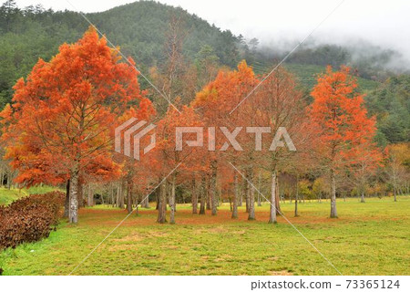 Larch, in Wuling Farm, Taiwan Larch, in Wuling Farm, Taiwan 73365124