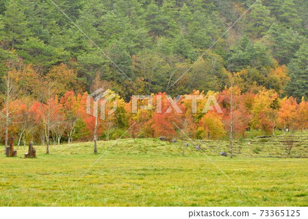 Larch, in Wuling Farm, Taiwan 73365125