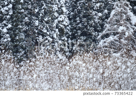 冬山,雪林 冬山,雪林 73365422