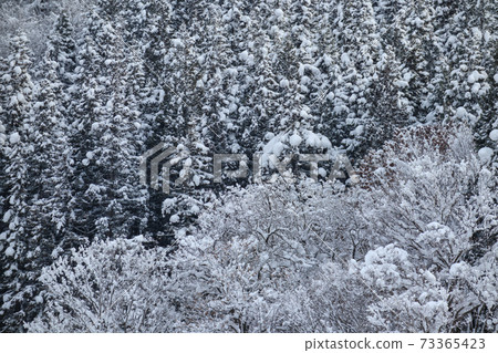 冬山,雪林 冬山,雪林 73365423