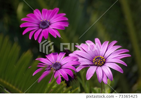 Osteopoulmum花 Osteopoulmum花 73365425