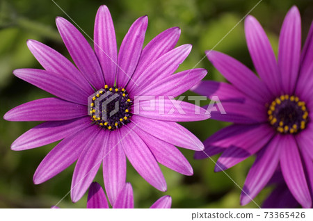 Osteopoulmum花 Osteopoulmum花 73365426