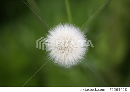 蒲公英的種子 蒲公英的種子 73365428