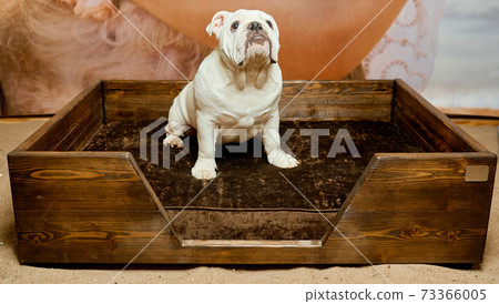 White adult bulldog sitting in stylish special place for dog 73366005