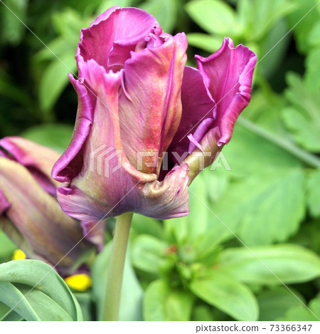 鸚鵡(奧姆)盛開的鬱金香:藍鸚鵡 鸚鵡(奧姆)盛開的鬱金香:藍鸚鵡 73366347