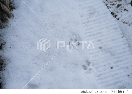 Cute footprints of cats in the snow 73366535