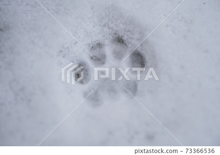 Up footprints of cute cats 73366536