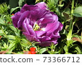 Purple rose-like tulips: blue diamonds Purple rose-like tulips: blue diamonds 73366712