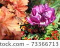 Purple rose-like tulips: blue diamonds Purple rose-like tulips: blue diamonds 73366713