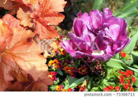 Purple rose-like tulips: blue diamonds 73366713