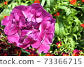 Purple rose-like tulips: blue diamonds Purple rose-like tulips: blue diamonds 73366715