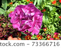 Purple rose-like tulips: blue diamonds Purple rose-like tulips: blue diamonds 73366716
