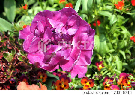 Purple rose-like tulips: blue diamonds 73366716