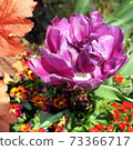 Purple rose-like tulips: blue diamonds Purple rose-like tulips: blue diamonds 73366717