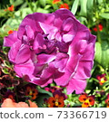 Purple rose-like tulips: blue diamonds Purple rose-like tulips: blue diamonds 73366719