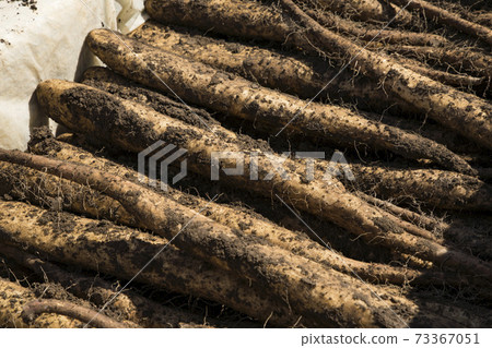Harvest of yam 73367051