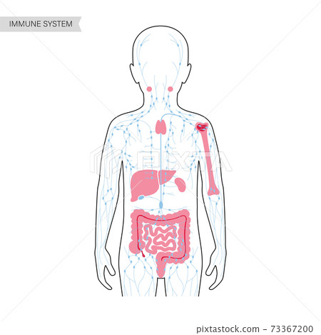 Lymphatic System Concept 73367200
