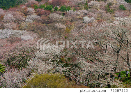 Yoshinoyama Sakura Yoshinoyama Sakura 73367323