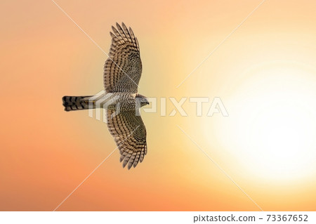 Goshawk chicks flying in the background of the sunset Goshawk chicks flying in the background of the sunset 73367652