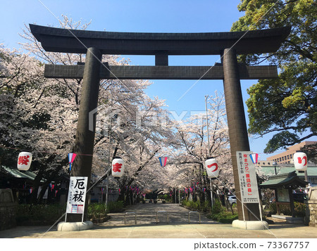 愛知縣五國神社,大鳥居站在盛開的櫻花樹前 愛知縣五國神社,大鳥居站在盛開的櫻花樹前 73367757