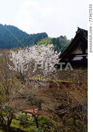 Setsuyama Shrine Sakura Nara Prefecture 73367838