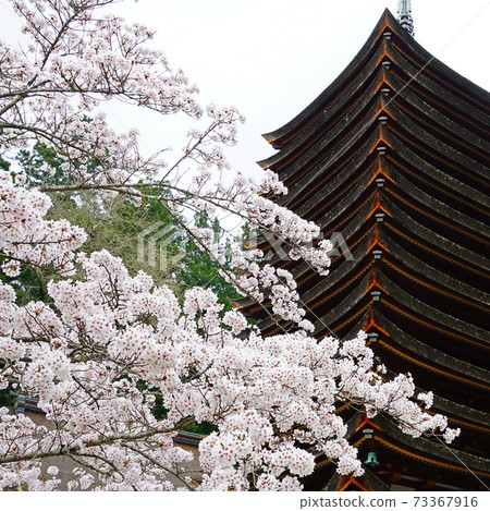 Setsuyama Shrine Sakura Nara Prefecture 73367916